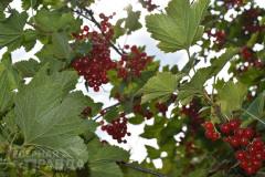 kuanda-yubilej-10