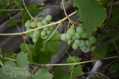 kuanda-yubilej-8