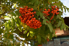 kuanda-yubilej-9