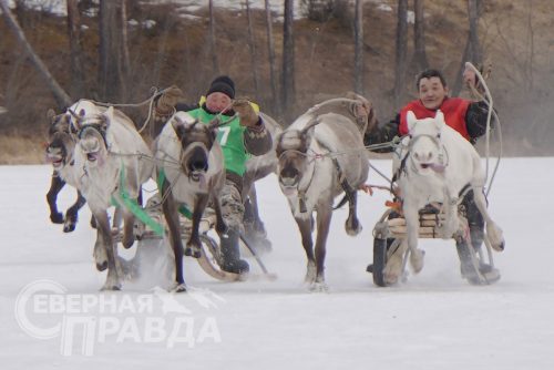 День оленевода 2023. Фото Екатерины Поздеевой