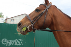 avdievskaya-burda-loshad-6