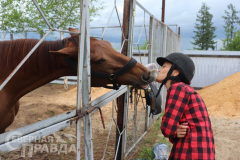 avdievskaya-burda-loshad-9