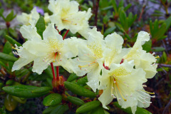 rododendron5