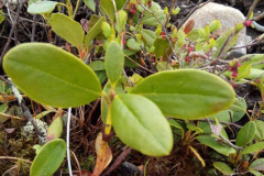 rododendron6