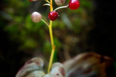 ingamakit26