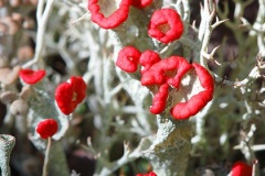 ingamakit27
