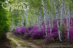 vernisazh-lesnyanskij-21