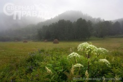 vernisazh-lesnyanskij-27