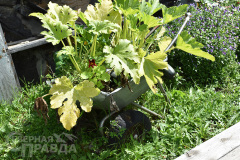 kuanda-bahvalova-2