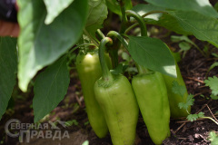 kuanda-bahvalova-8