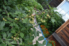 kuanda-makarevskaya-1