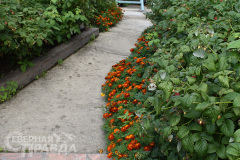 kuanda-makarevskaya-2