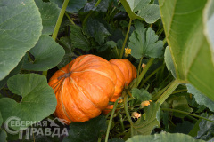 kuanda-makarevskaya-4