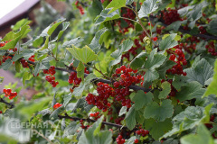 kuanda-zmanovskaya-5
