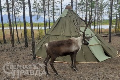 Радость эвенка