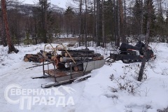 Заготовка дров на Пурелаге