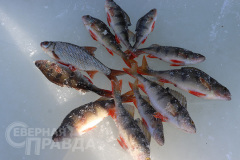 fishers-12