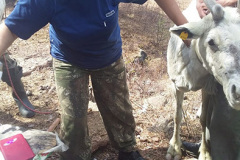 veterinary-ovcharenko-1