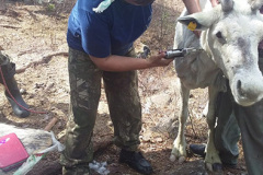 veterinary-ovcharenko-18