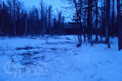 vyrubka10