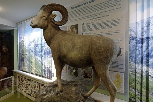Каларский историко-краеведческий музей. Фото Натальи Бастрыкиной