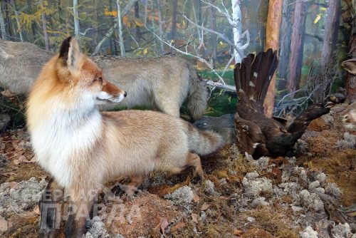Каларский историко-краеведческий музей. Фото Натальи Бастрыкиной