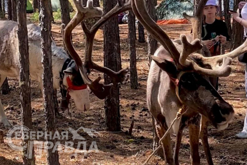 Эвенкийский Новый год – Бакалдын. Фото службы новостей «СП»