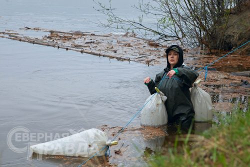 Выпуск мальков осетра в реку Чара, 2025 г. Фото службы новостей «СП»