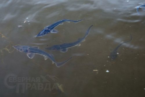 Выпуск мальков осетра в реку Чара, 2025 г. Фото службы новостей «СП»