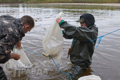 Выпуск мальков осетра в реку Чара, 2025 г. Фото службы новостей «СП»
