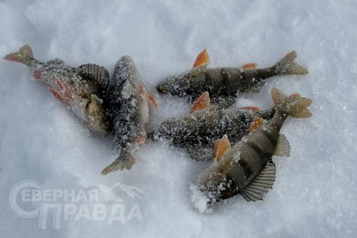 Зимняя рыбалка, март 2026 г. Фото службы новостей «СП»